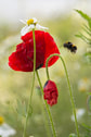 bumblebee flying over to a red poppy flower