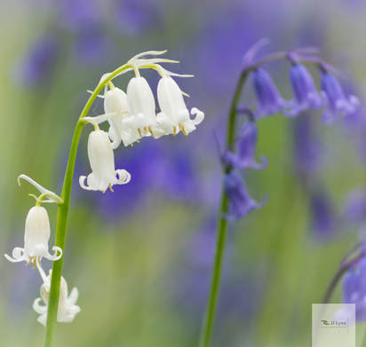blue and white bluebells
